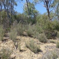 Hibbertia stricta at Paddys River, ACT - 14 Jan 2019