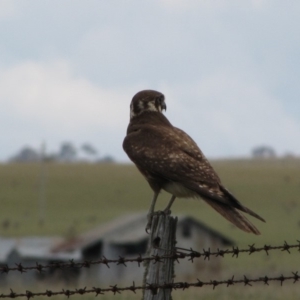 Falco berigora at Adaminaby, NSW - 17 Nov 2018
