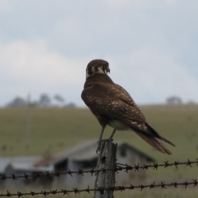 Falco berigora (Brown Falcon) at Adaminaby, NSW - 17 Nov 2018 by AndyRoo