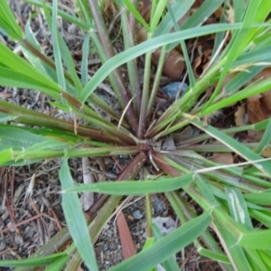 Eragrostis mexicana at Parkes, ACT - 14 Jan 2019