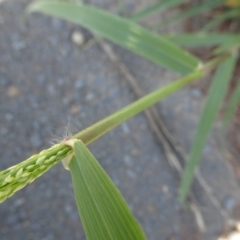 Eragrostis mexicana at Parkes, ACT - 14 Jan 2019 09:55 AM