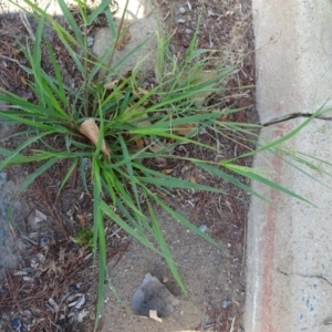 Eragrostis mexicana at Parkes, ACT - 14 Jan 2019 09:55 AM