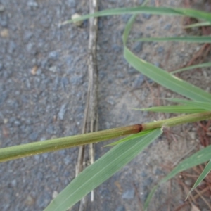 Eragrostis mexicana at Parkes, ACT - 14 Jan 2019 09:55 AM