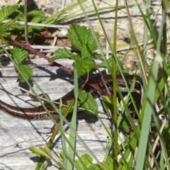 Eulamprus tympanum (Southern Water Skink) at Paddys River, ACT - 13 Jan 2019 by Christine