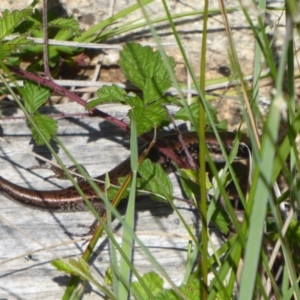 Eulamprus tympanum at Paddys River, ACT - 13 Jan 2019 08:50 AM