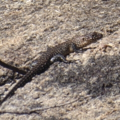 Egernia cunninghami (Cunningham's Skink) at Paddys River, ACT - 13 Jan 2019 by Christine