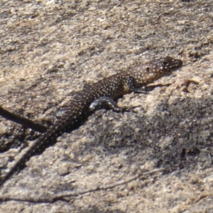 Egernia cunninghami at Paddys River, ACT - 13 Jan 2019