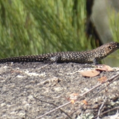 Egernia cunninghami at Paddys River, ACT - 13 Jan 2019 08:54 AM