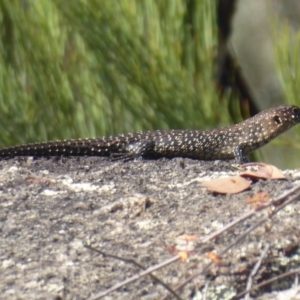 Egernia cunninghami at Paddys River, ACT - 13 Jan 2019 08:54 AM