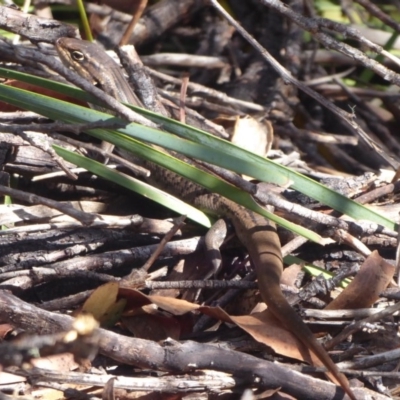 Liopholis whitii (White's Skink) at Paddys River, ACT - 12 Jan 2019 by Christine