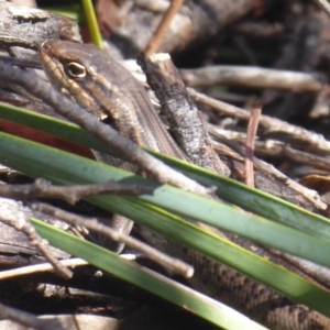 Liopholis whitii at Paddys River, ACT - 13 Jan 2019