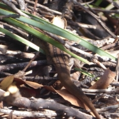 Liopholis whitii at Paddys River, ACT - 13 Jan 2019 09:01 AM