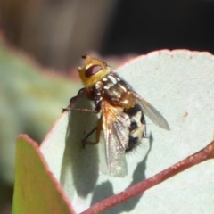 Microtropesa sp. (genus) (Tachinid fly) at Paddys River, ACT - 13 Jan 2019 by Christine