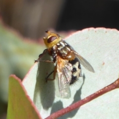 Microtropesa sp. (genus) (Tachinid fly) at Paddys River, ACT - 12 Jan 2019 by Christine