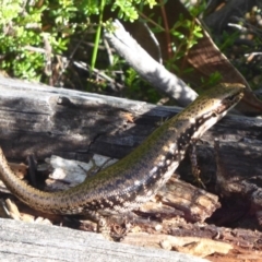 Eulamprus tympanum (Southern Water Skink) at Paddys River, ACT - 12 Jan 2019 by Christine