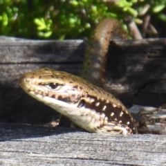 Eulamprus tympanum at Paddys River, ACT - 13 Jan 2019 09:06 AM