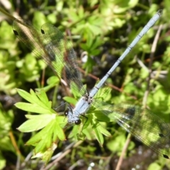 Griseargiolestes intermedius (Alpine Flatwing) at Gibraltar Pines - 12 Jan 2019 by Christine