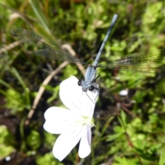 Griseargiolestes intermedius at Paddys River, ACT - 13 Jan 2019 09:09 AM