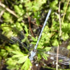 Griseargiolestes intermedius at Paddys River, ACT - 13 Jan 2019 09:09 AM