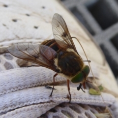 Tabanidae (family) (Unidentified march or horse fly) at Gibraltar Pines - 12 Jan 2019 by Christine