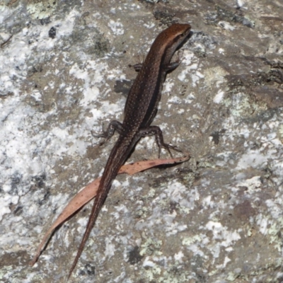 Lampropholis guichenoti (Common Garden Skink) at Paddys River, ACT - 12 Jan 2019 by Christine