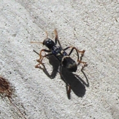 Trogodendron sp. (genus) (Clerid beetle) at Paddys River, ACT - 12 Jan 2019 by Christine