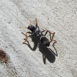 Trogodendron sp. (genus) at Paddys River, ACT - 13 Jan 2019