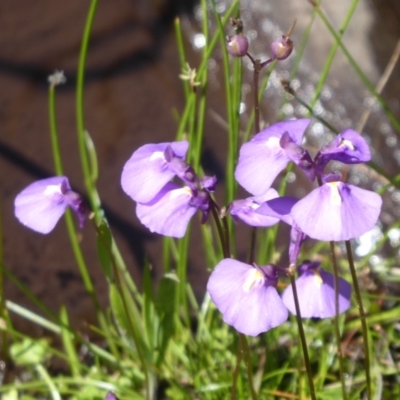 Utricularia dichotoma (Fairy Aprons, Purple Bladderwort) at Paddys River, ACT - 13 Jan 2019 by Christine