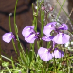 Utricularia dichotoma (Fairy Aprons, Purple Bladderwort) at Paddys River, ACT - 12 Jan 2019 by Christine