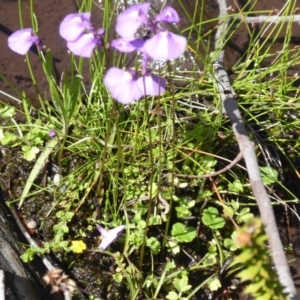 Utricularia dichotoma at Paddys River, ACT - 13 Jan 2019