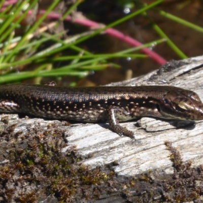 Eulamprus tympanum (Southern Water Skink) at Paddys River, ACT - 12 Jan 2019 by Christine