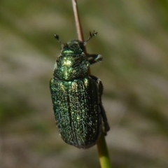 Diphucephala sp. (genus) (Green Scarab Beetle) at Gibraltar Pines - 12 Jan 2019 by Christine