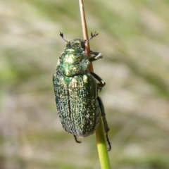 Diphucephala sp. (genus) at Paddys River, ACT - 13 Jan 2019