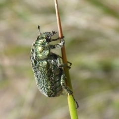 Diphucephala sp. (genus) at Paddys River, ACT - 13 Jan 2019