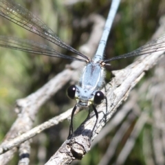 Griseargiolestes intermedius (Alpine Flatwing) at Paddys River, ACT - 13 Jan 2019 by Christine