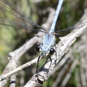 Griseargiolestes intermedius at Paddys River, ACT - 13 Jan 2019 10:43 AM