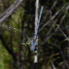 Griseargiolestes intermedius at Paddys River, ACT - 13 Jan 2019 10:43 AM