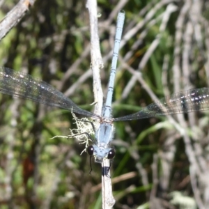 Griseargiolestes intermedius at Paddys River, ACT - 13 Jan 2019 10:43 AM