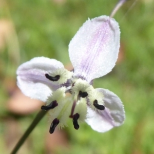 Arthropodium milleflorum at Paddys River, ACT - 13 Jan 2019