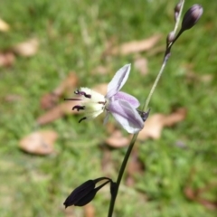 Arthropodium milleflorum at Paddys River, ACT - 13 Jan 2019