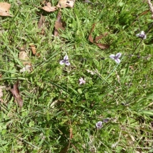 Arthropodium milleflorum at Paddys River, ACT - 13 Jan 2019