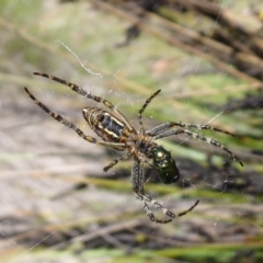 Plebs bradleyi (Enamelled spider) at Paddys River, ACT - 13 Jan 2019 by Christine