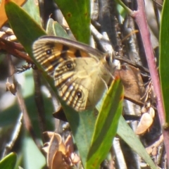 Heteronympha cordace (Bright-eyed Brown) at Gibraltar Pines - 12 Jan 2019 by Christine