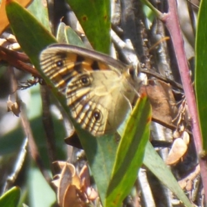 Heteronympha cordace at Paddys River, ACT - 13 Jan 2019 09:57 AM