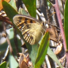 Heteronympha cordace (Bright-eyed Brown) at Paddys River, ACT - 12 Jan 2019 by Christine