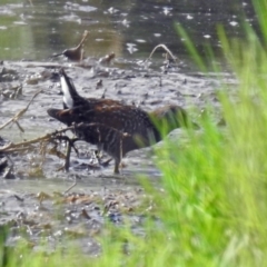 Porzana fluminea (Australian Spotted Crake) at Fyshwick, ACT - 14 Jan 2019 by RodDeb