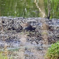 Porzana fluminea at Fyshwick, ACT - 14 Jan 2019