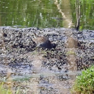 Porzana fluminea at Fyshwick, ACT - 14 Jan 2019