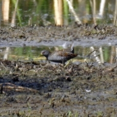 Porzana fluminea at Fyshwick, ACT - 14 Jan 2019