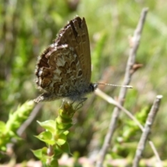 Neolucia hobartensis (Montane Heath-blue) at Paddys River, ACT - 13 Jan 2019 by Christine